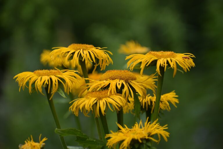 Foot bath with Arnica